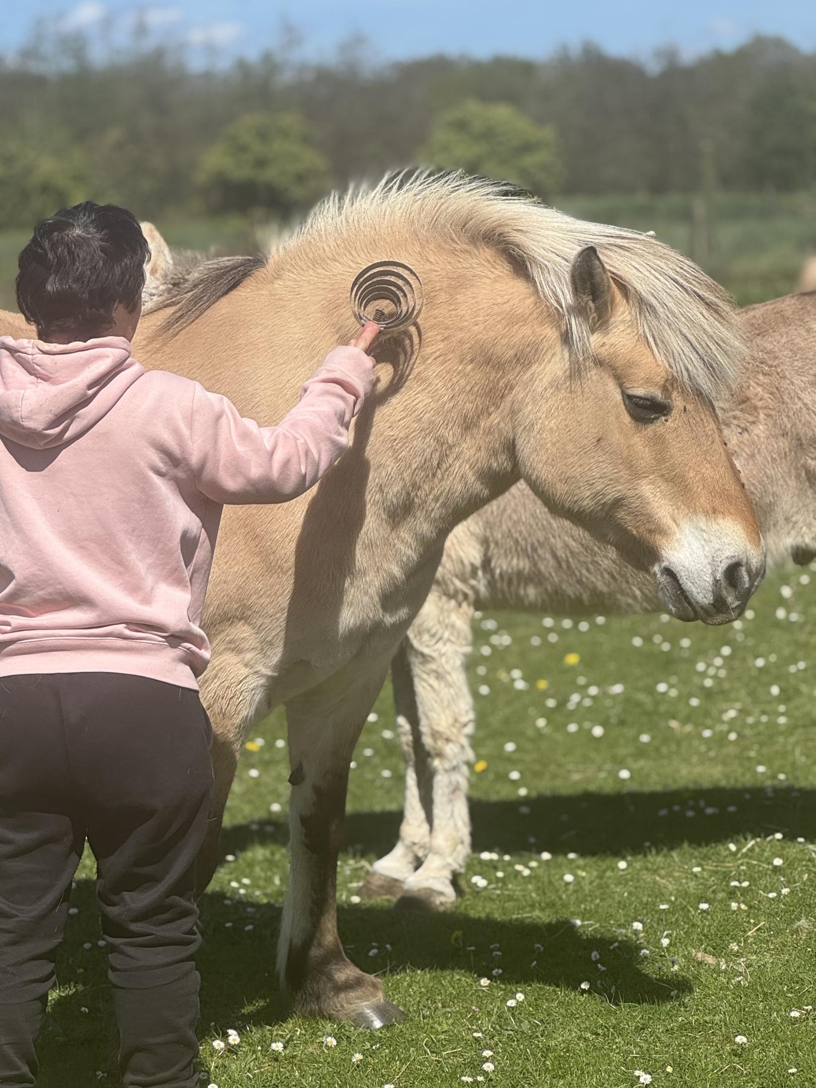 Soin des chevaux